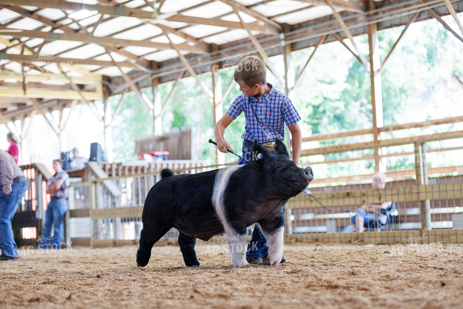 Showing Pigs 295099