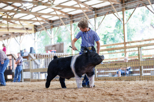 Showing Pigs 295099