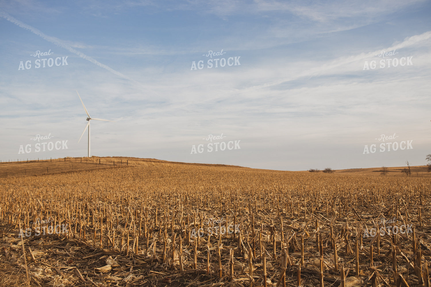 Harvested Corn Field 67242