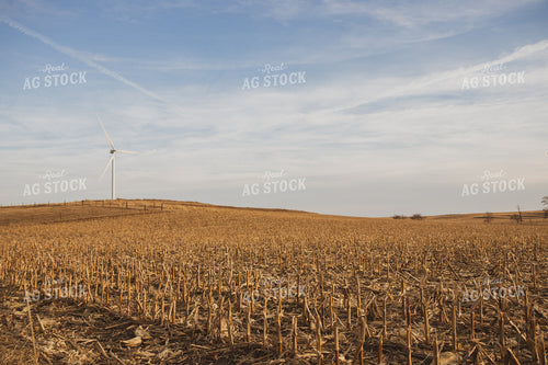 Harvested Corn Field 67242