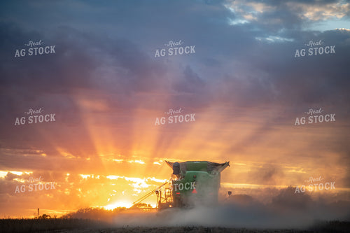 Soybean Harvest at Dusk 76264