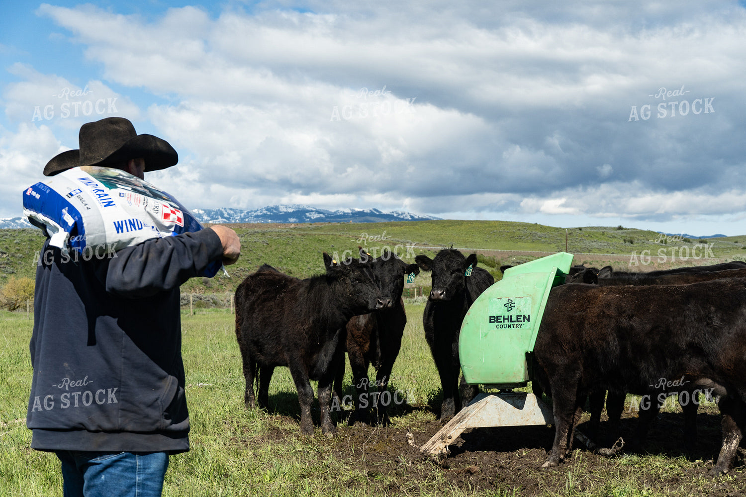 Rancher Taking Mineral to Cattle 65637