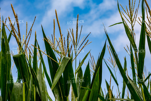 Corn Tassels 302057