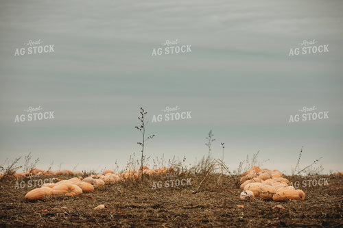 Food Pumpkins 3556