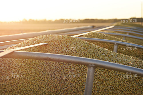 Harvested Soybeans 100038