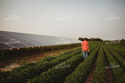Farmer with Soybean Field and Solar Panels 4606