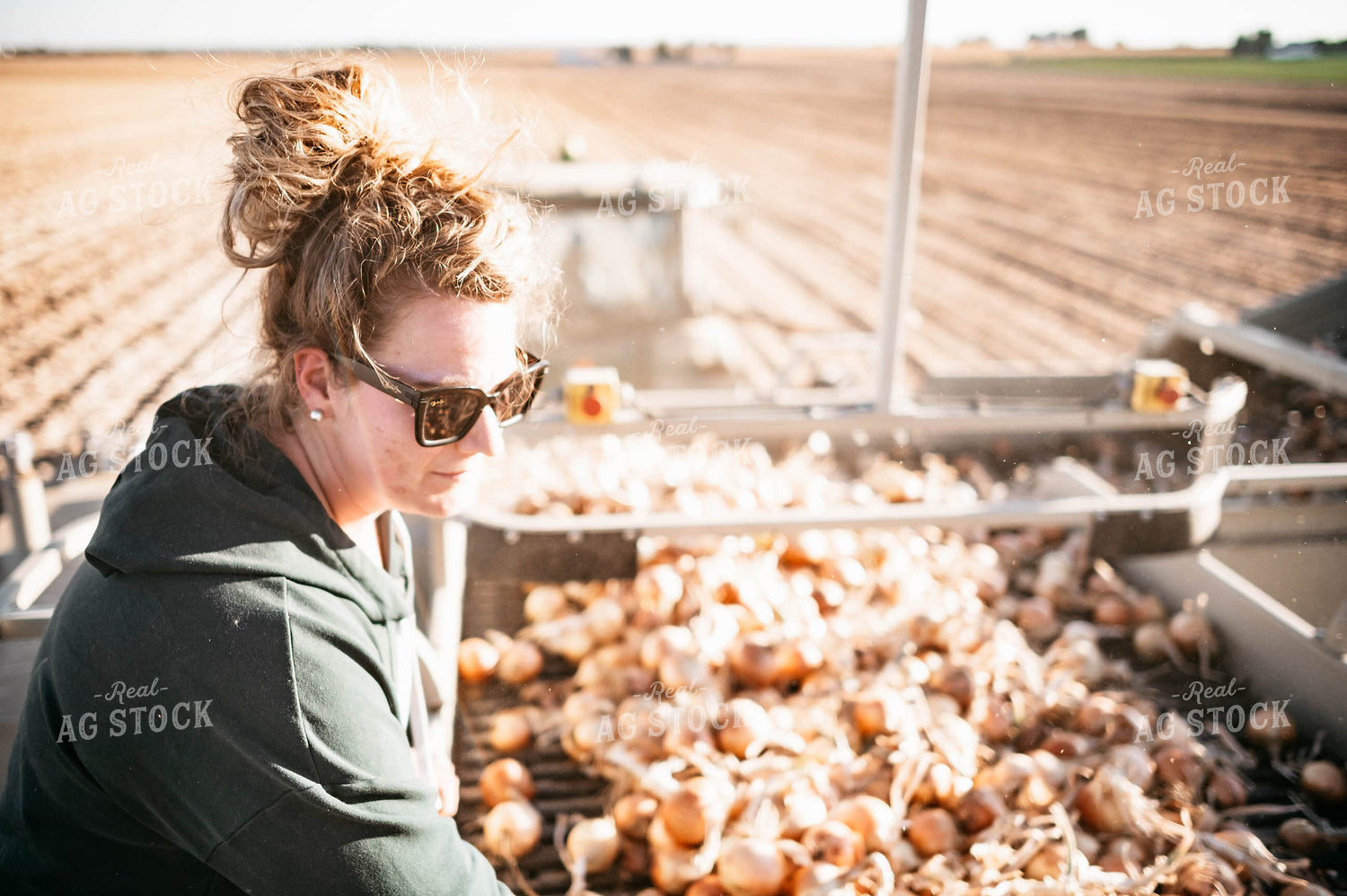 Onion Harvest 56740