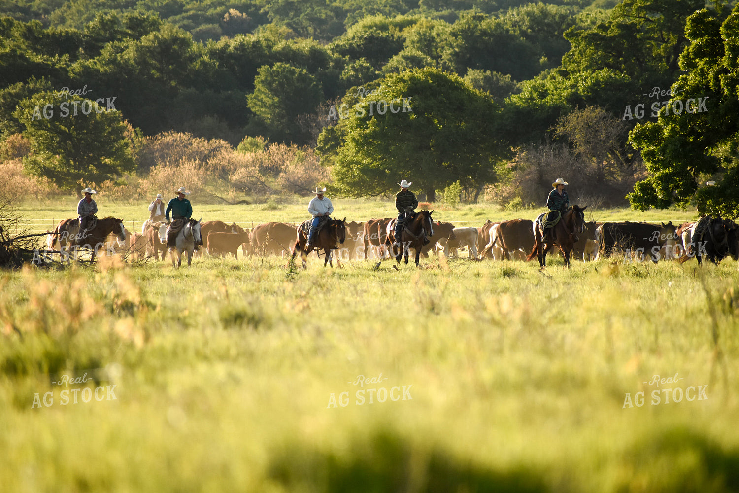 Ranchers Moving Cattle on Horseback 62009
