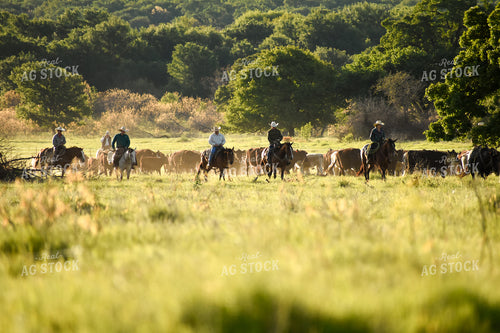 Ranchers Moving Cattle on Horseback 62009