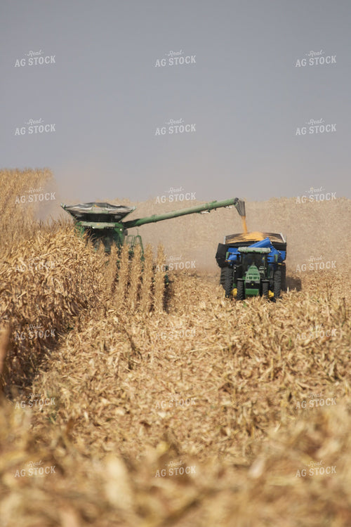 Corn Harvest 82167