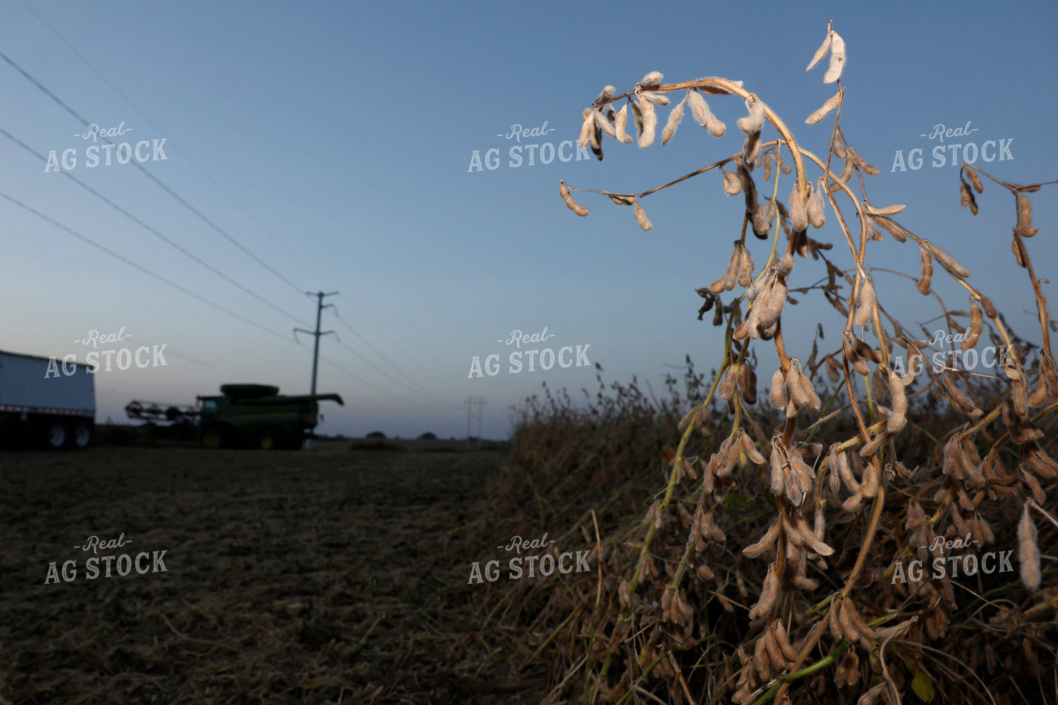 Soybean Harvest 129158