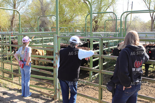 Female Ranchers Checking Cattle 102146