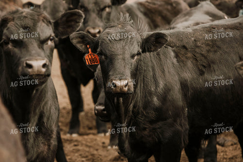Feedyard 3001