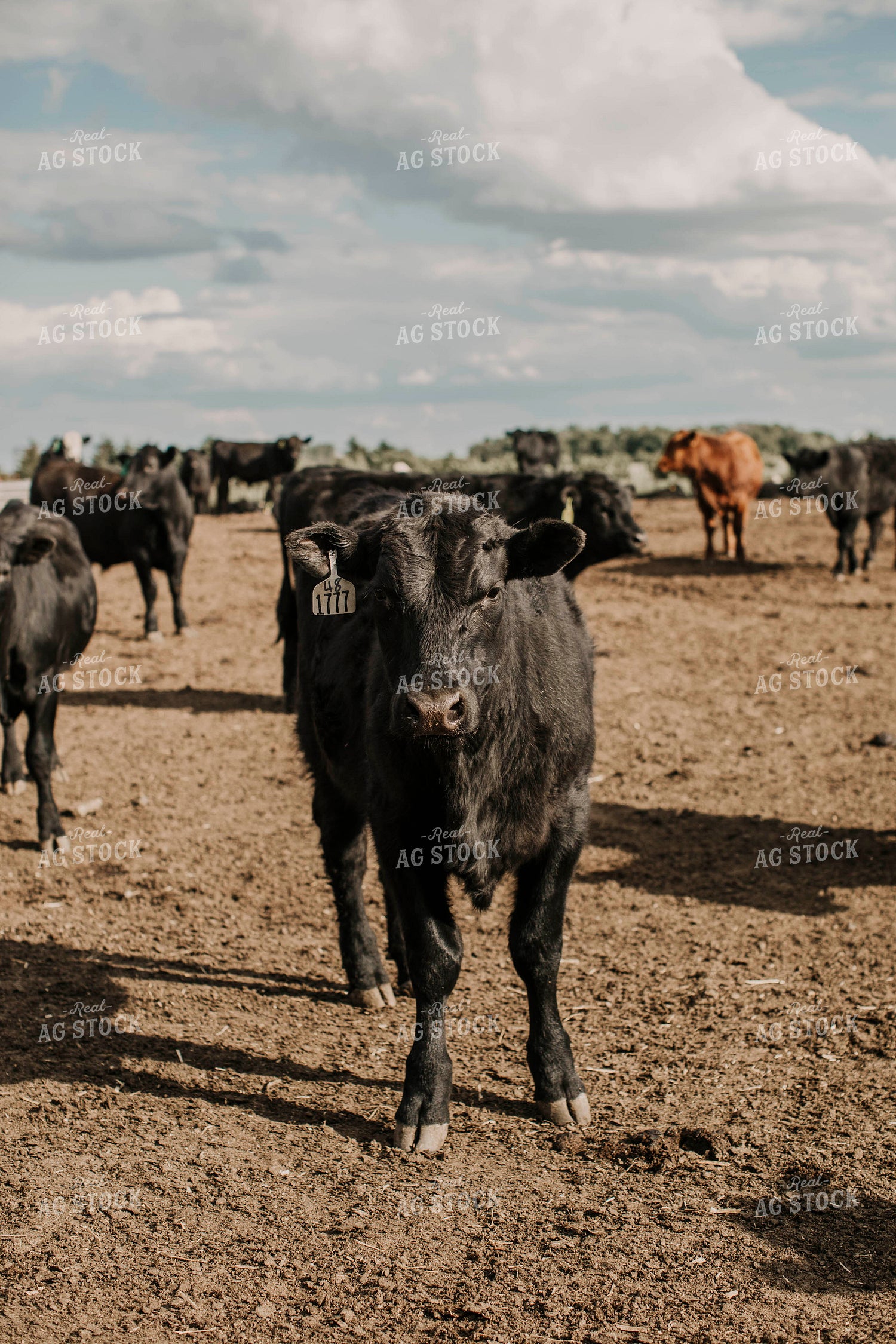 Feedyard 3012