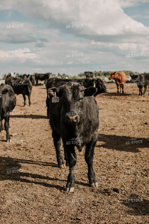 Feedyard 3012