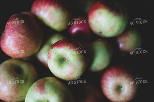 Harvested Apples 252004