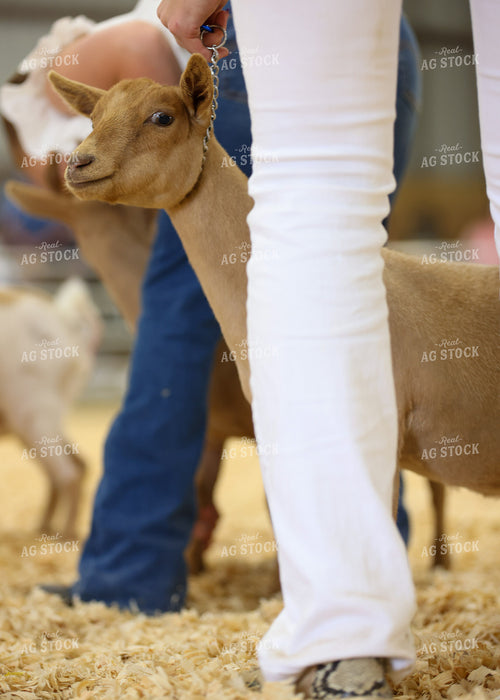 Showing Goats 160281
