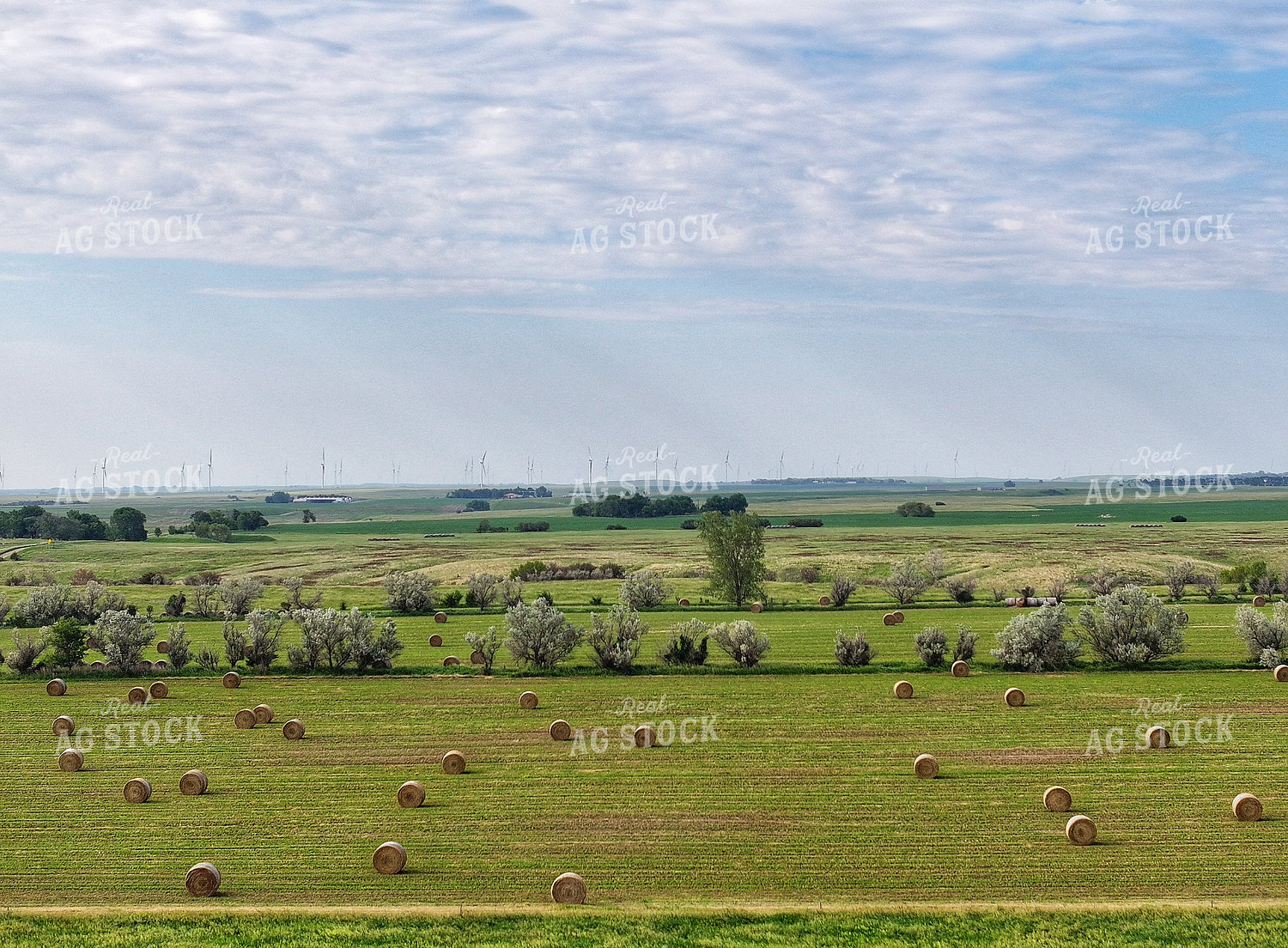 Round Bales in Field 141295