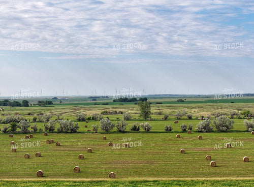 Round Bales in Field 141295