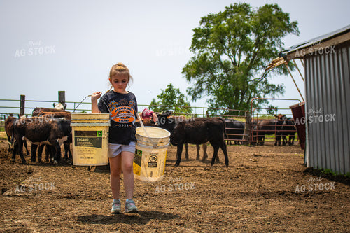 Farm Kid Feeding Cattle 214157