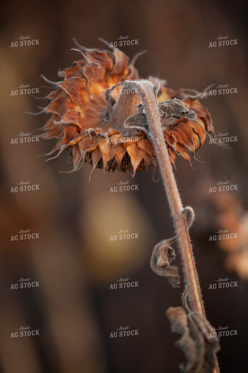 Sunflowers 2108
