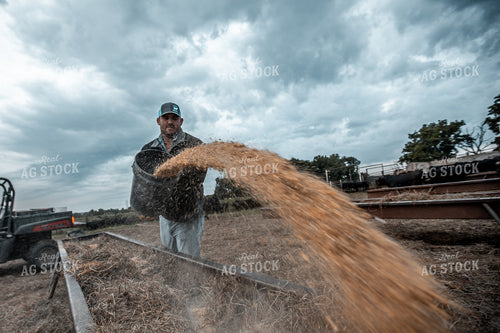 Farmer Feeding Cattle 250060