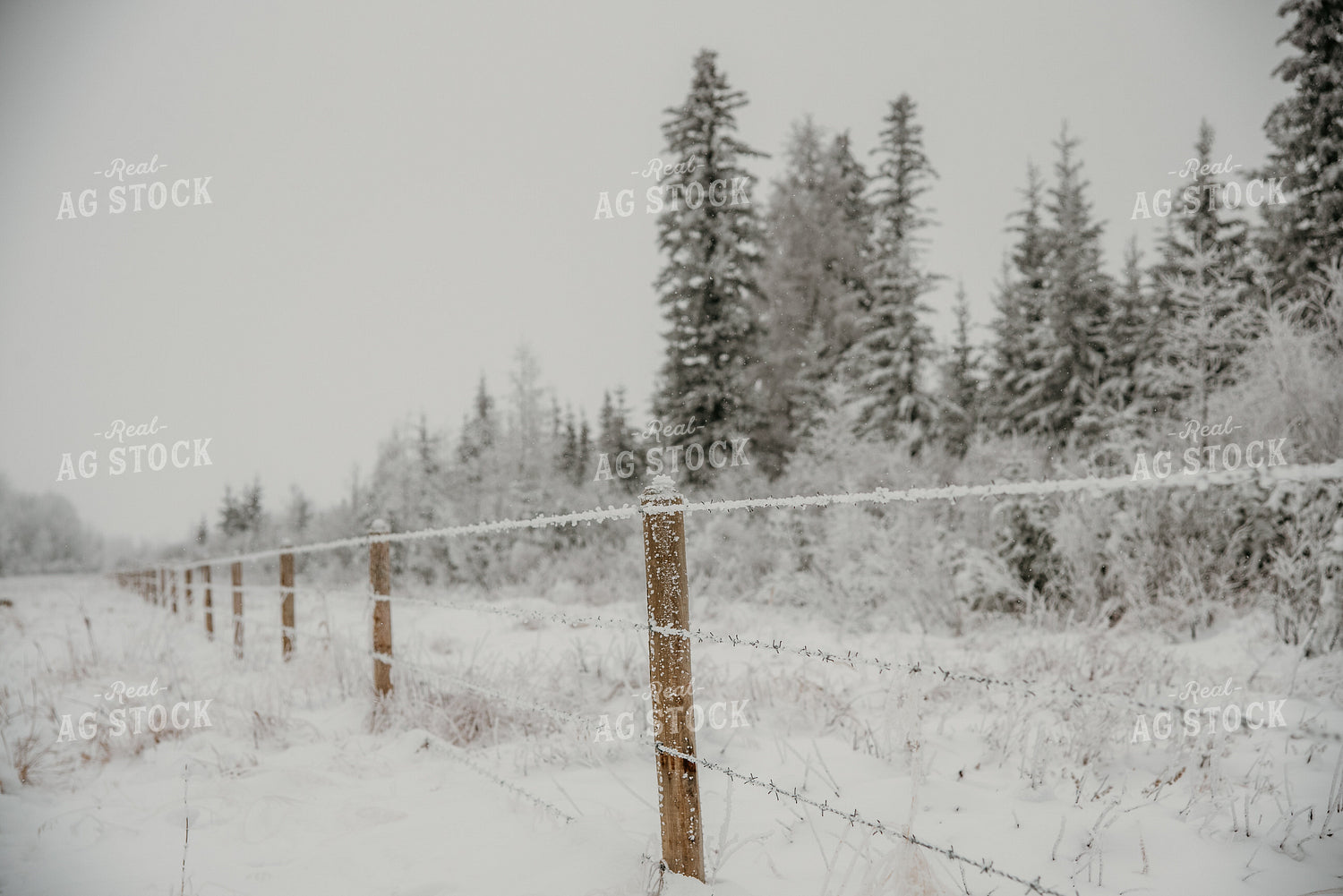 Snowy Fence Line 64317