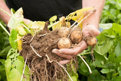 Farmer Holding Harvested Potatoes 146002