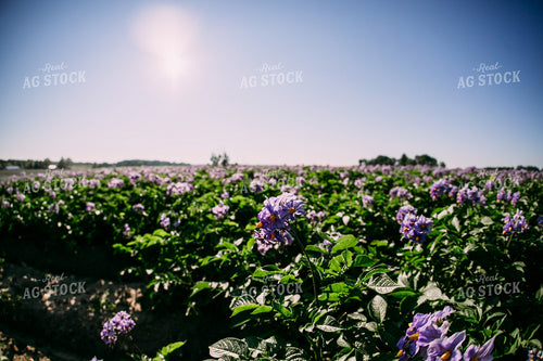 Flowering Potato Field 169032