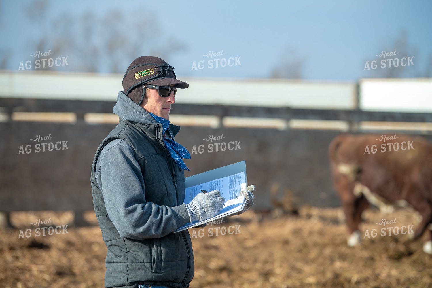 Rancher Checking Cattle 212173