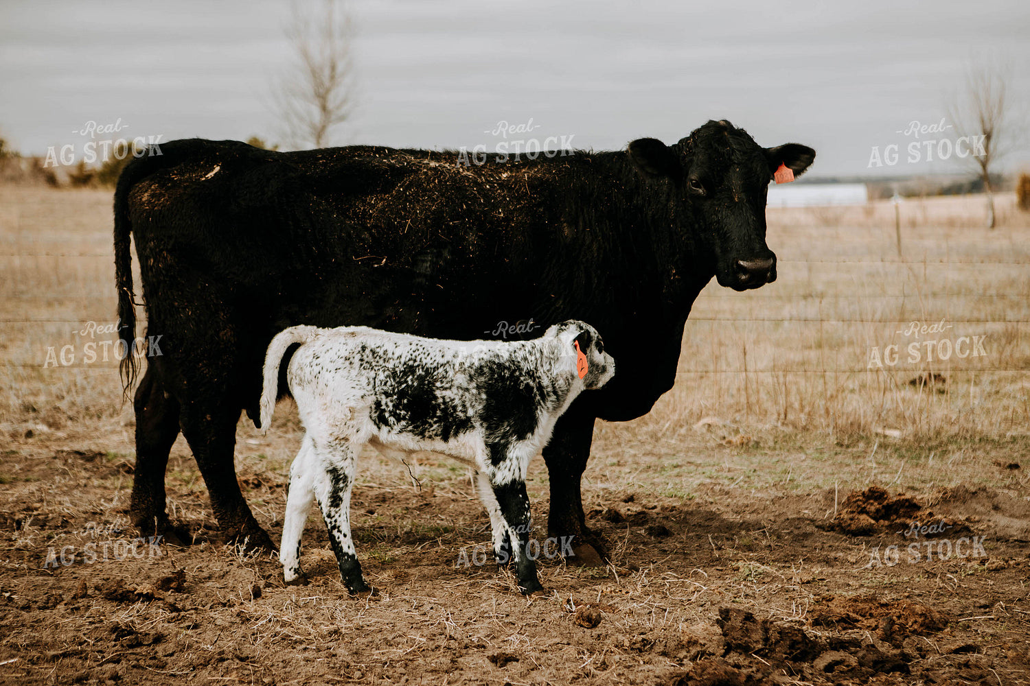 Cow and Calf in Pasture 77265