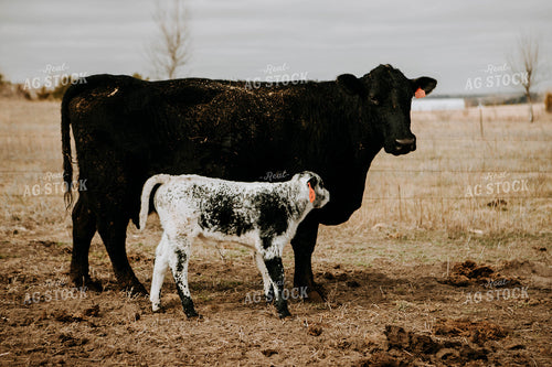 Cow and Calf in Pasture 77265