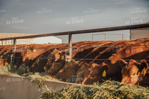 Angus Cattle Eating Out of Trough 97050