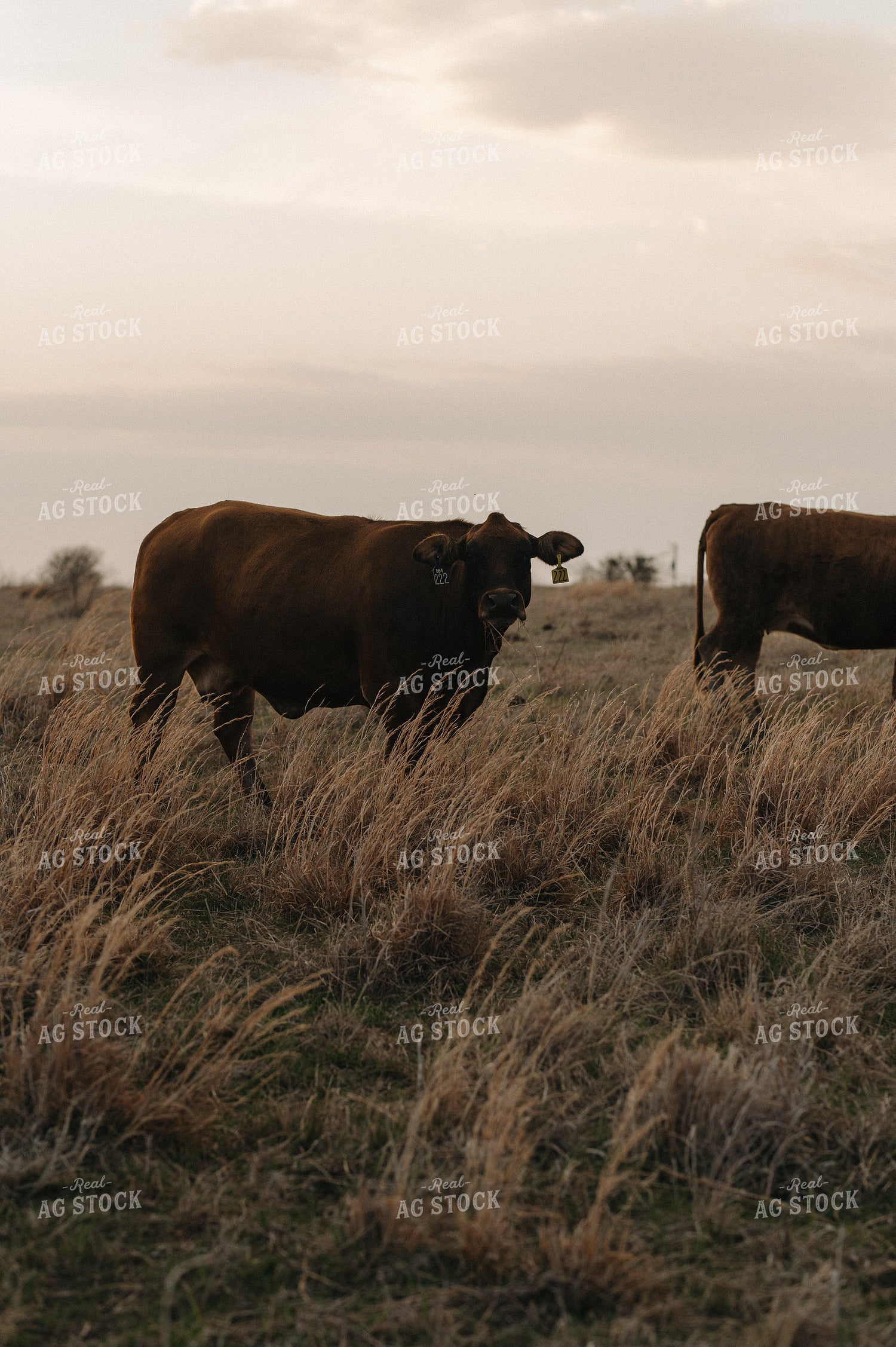Cattle on Pasture 301023