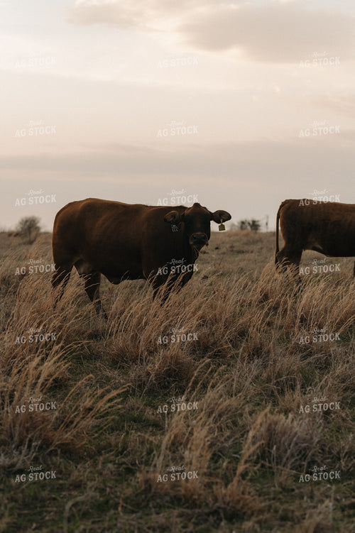 Cattle on Pasture 301023