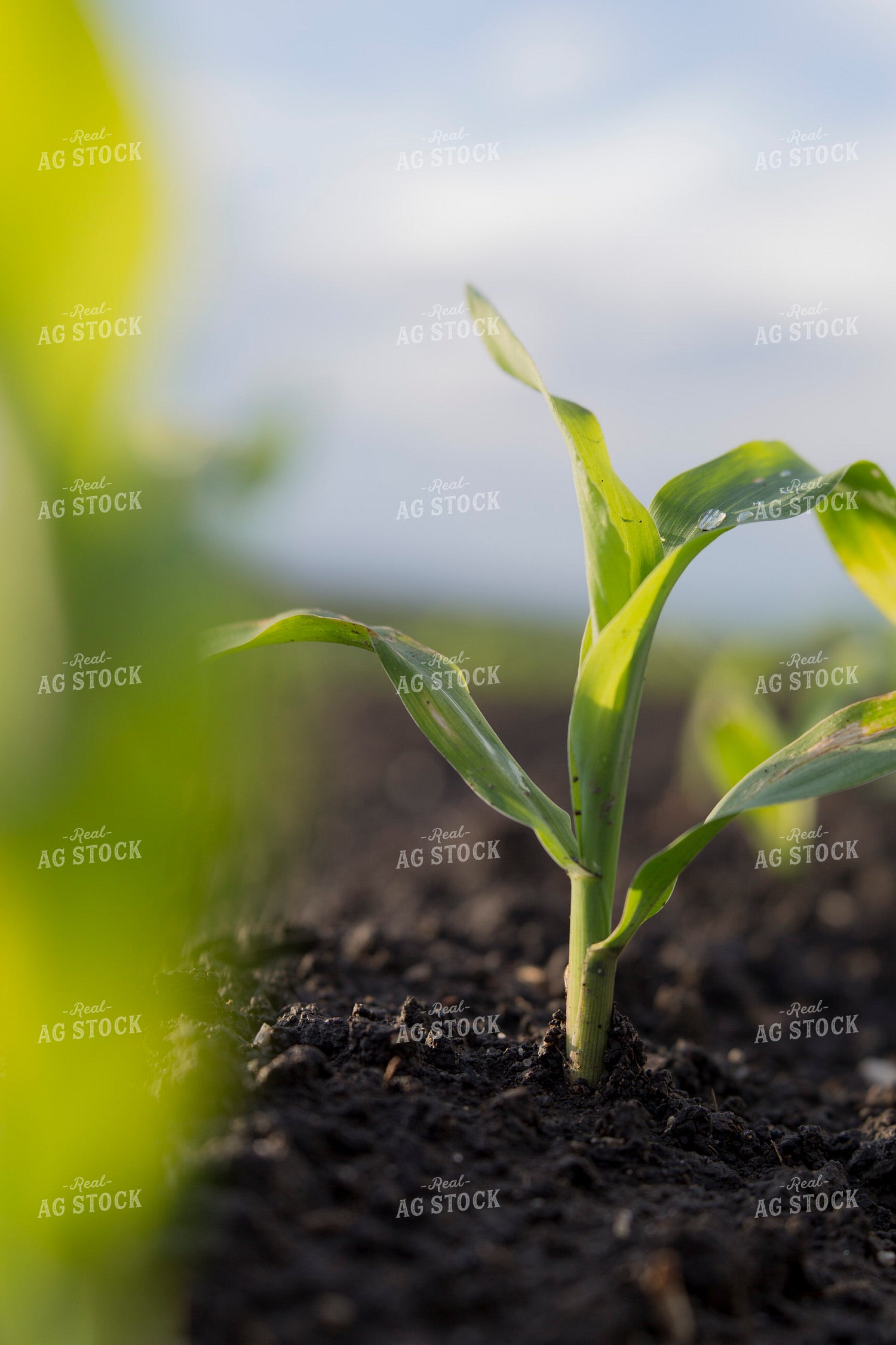 Corn - Early Growth 1058