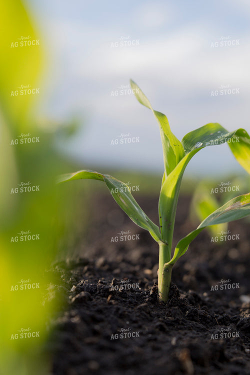 Corn - Early Growth 1058