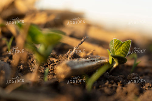 Soybeans - Early Growth 1427