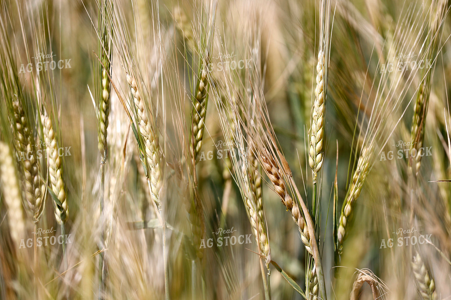 Barley 141650