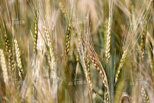 Barley 141650