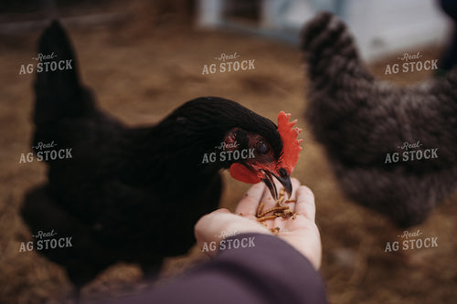 Backyard Chicken 196082