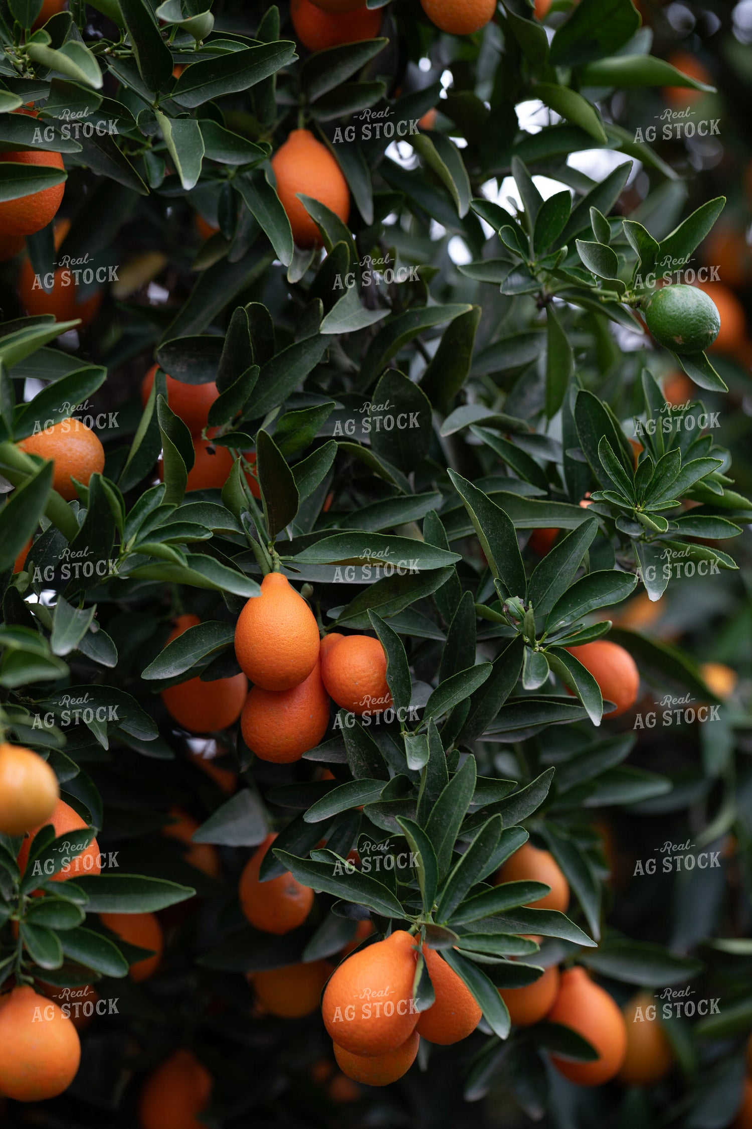 Kumquats 276034