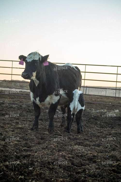 Calving Season 155532