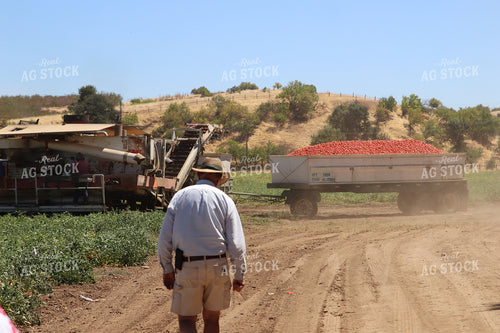 Harvesting Tomatoes 102149