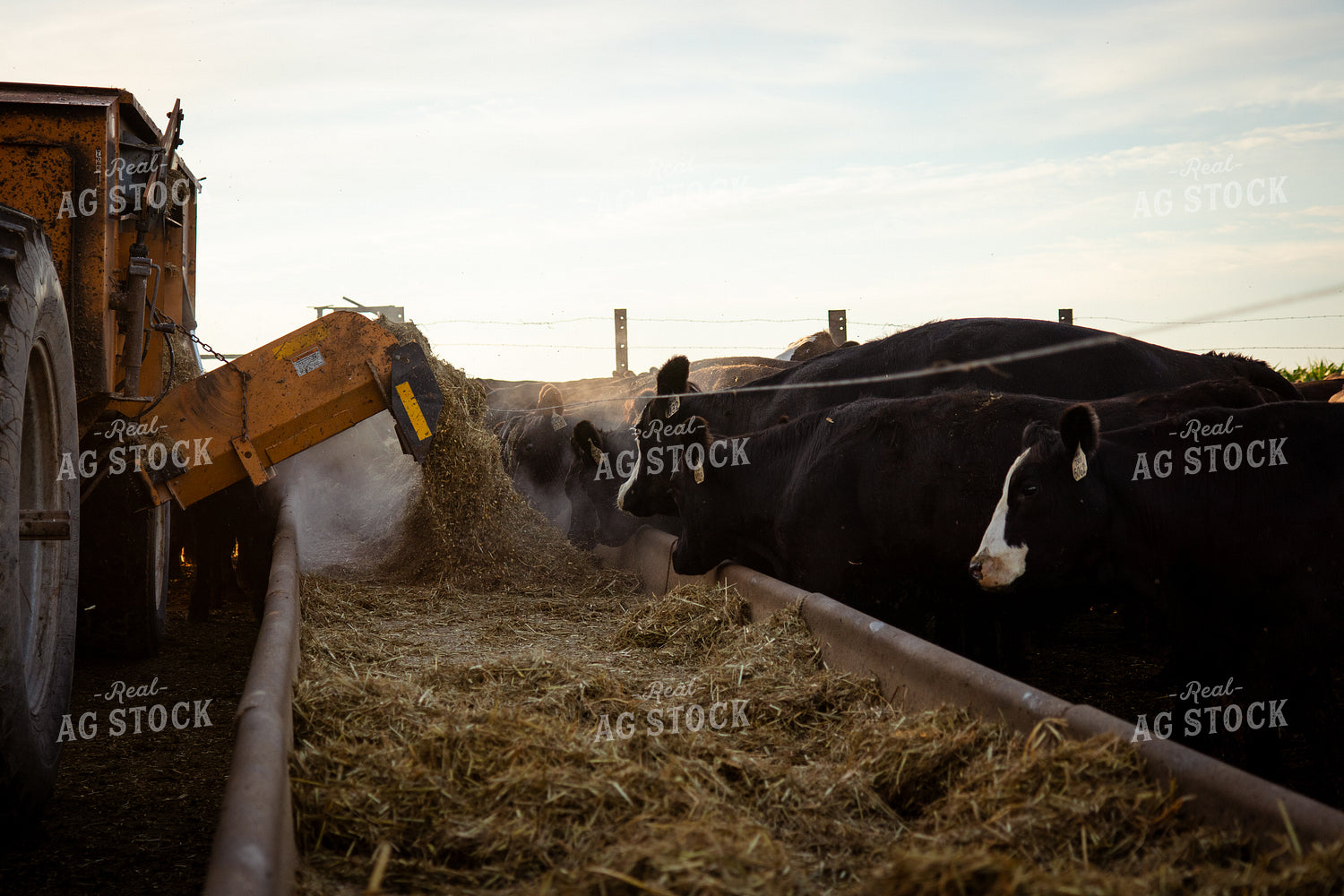 Feeding Cattle 268381