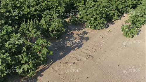 Aerial of Cotton Field in Bloom 80069