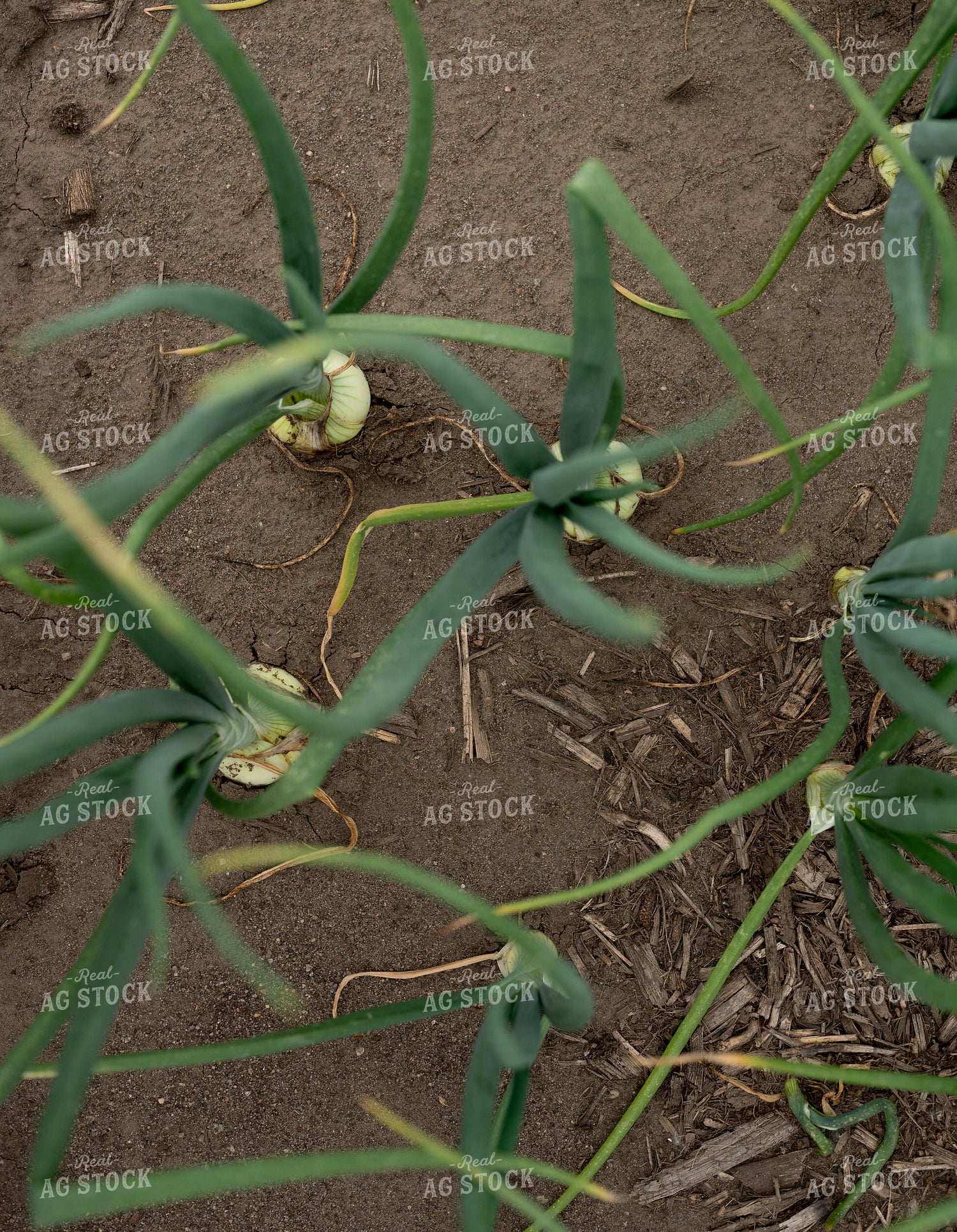 Onion Field 185151