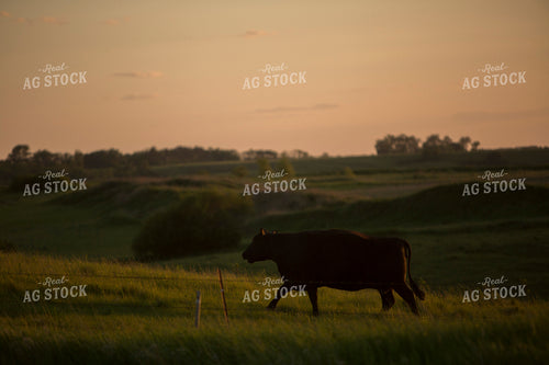 Cattle 1689