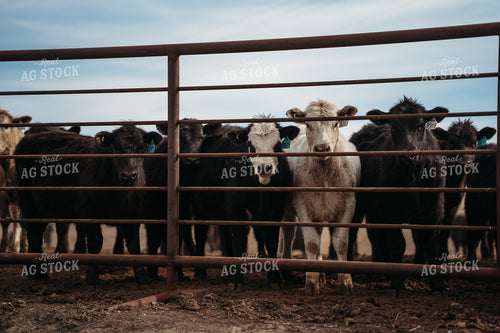 Cattle in Feedlot 196211
