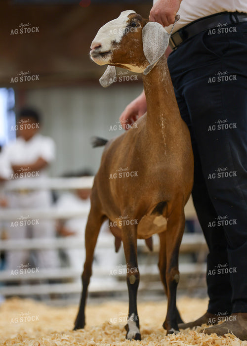 Showing Goats 160261